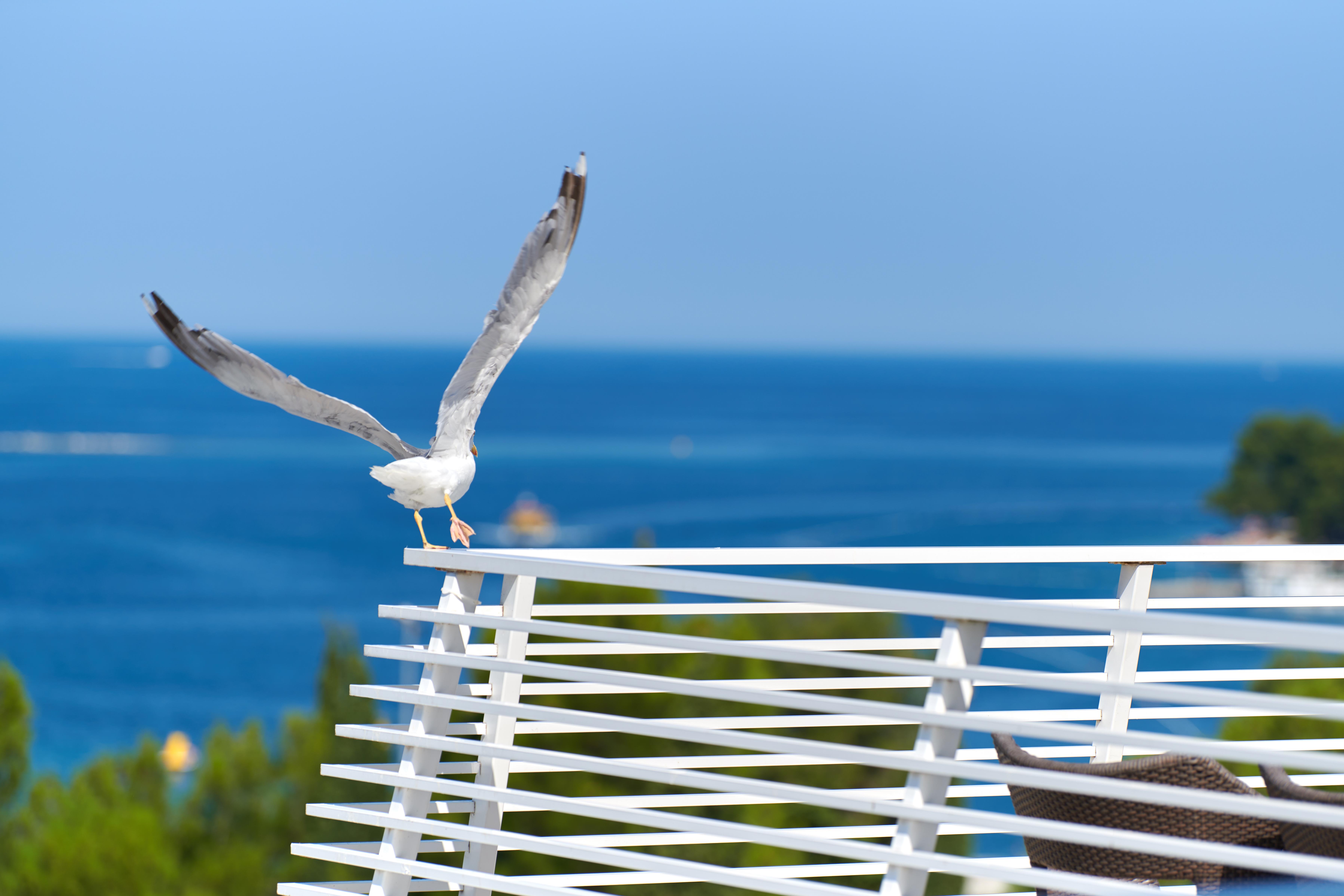 Hotel Albatros Plava Laguna Poreč Kültér fotó
